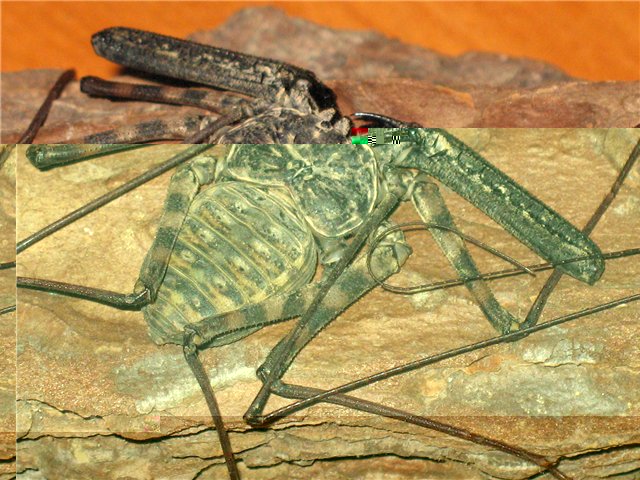 Фото насекомых (не из журнала)