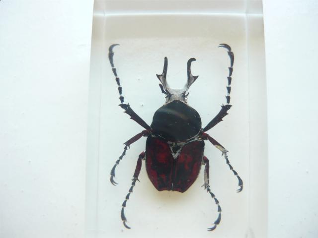 Насекомые №7 Формосская Бронзовка (Dicronocephalus) фото, обсуждение