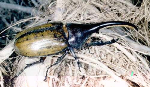 Фото насекомых (не из журнала)