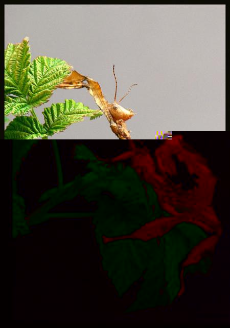 Фото насекомых (не из журнала)