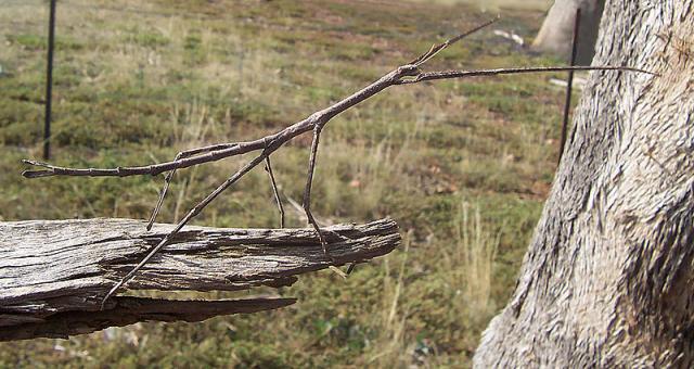 Фото насекомых (не из журнала)