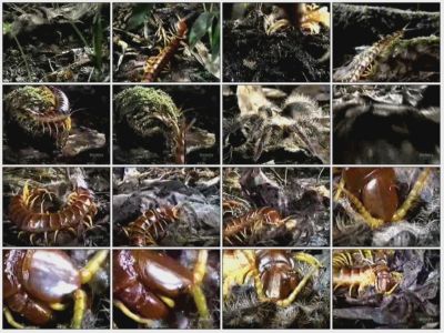 Какие насекомые вам противны?