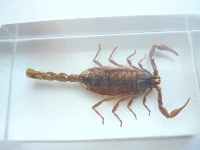 Насекомые №1 Маньчжурский Золотой Скорпион (Mesobuthus martensi) Фото