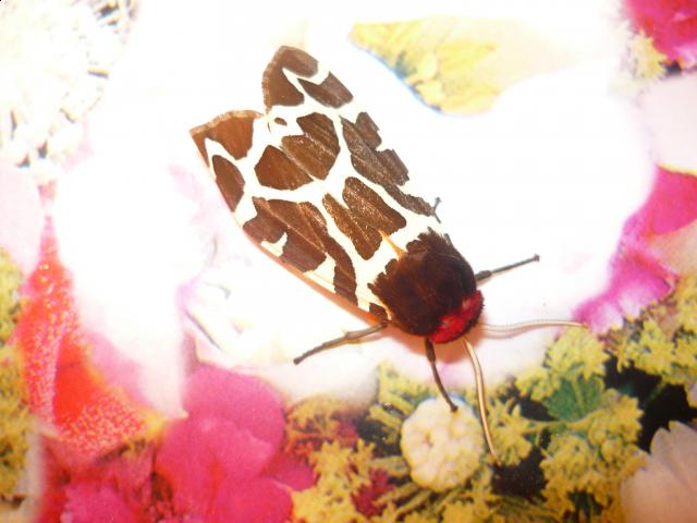 Фото насекомых (не из журнала)