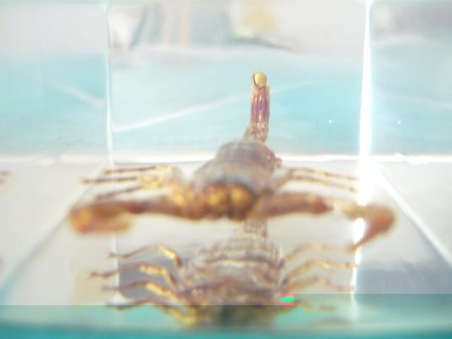 Насекомые №1 Маньчжурский Золотой Скорпион (Mesobuthus martensi) Фото