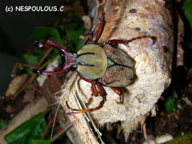 Насекомые №7 Формосская Бронзовка (Dicronocephalus) фото, обсуждение