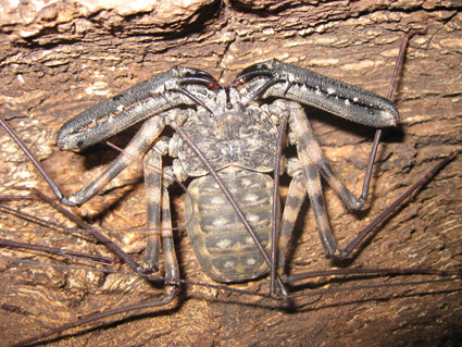 Фото насекомых (не из журнала)