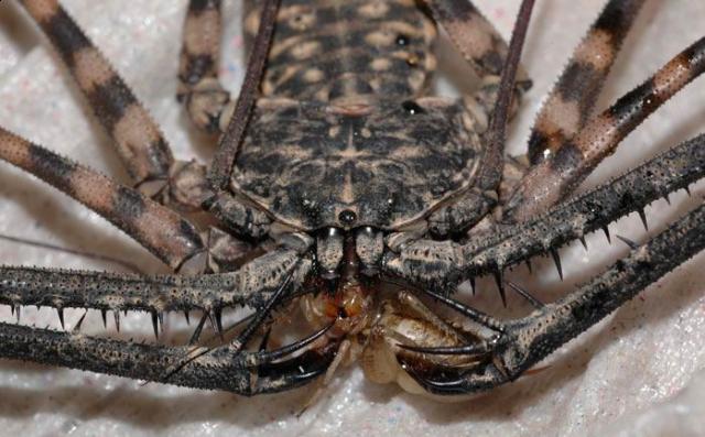 Фото насекомых (не из журнала)