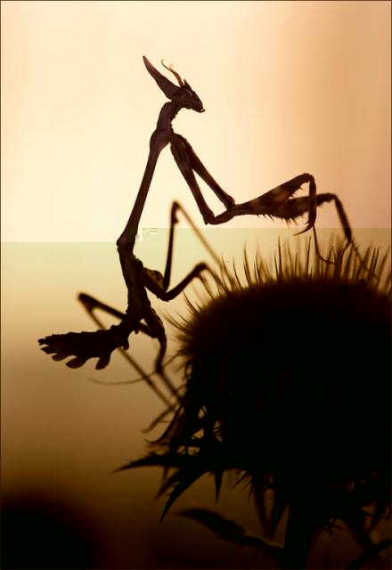 Фото насекомых (не из журнала)