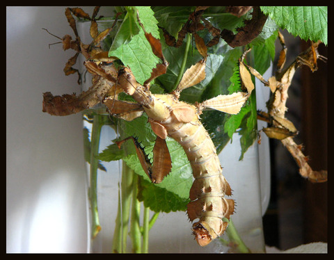 Фото насекомых (не из журнала)