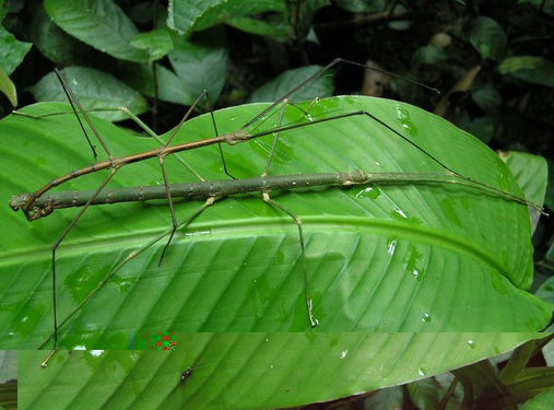 Фото насекомых (не из журнала)