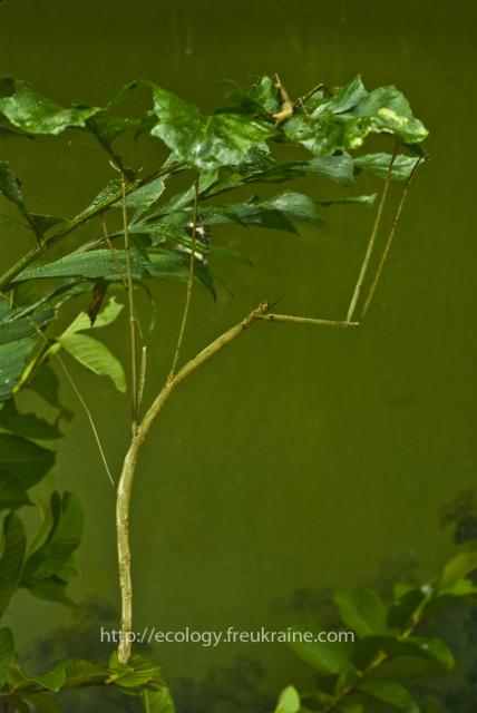 Фото насекомых (не из журнала)