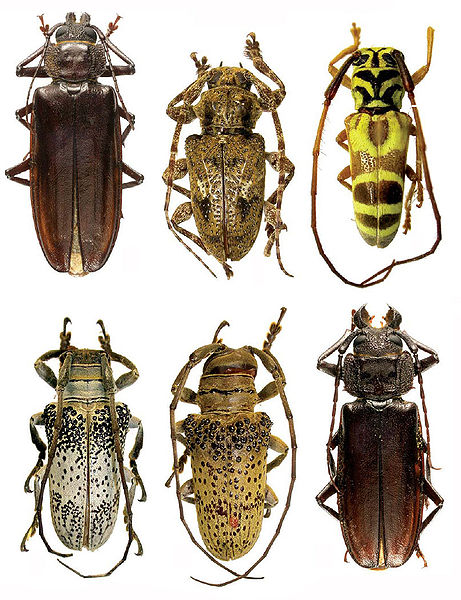 Фото насекомых (не из журнала)