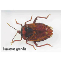 Насекомые и их знакомые 2010 График Выхода и обсуждение