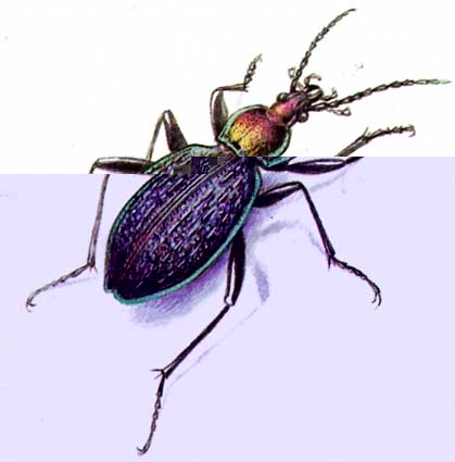 Фото насекомых (не из журнала)