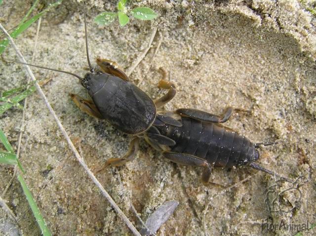 Фото насекомых (не из журнала)