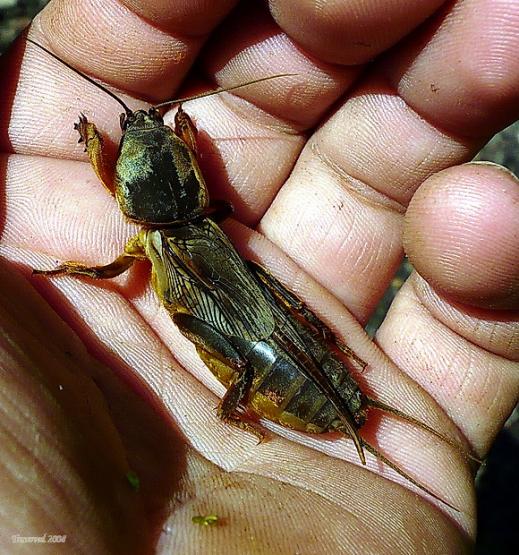 Фото насекомых (не из журнала)