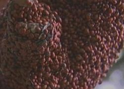 Фото насекомых (не из журнала)