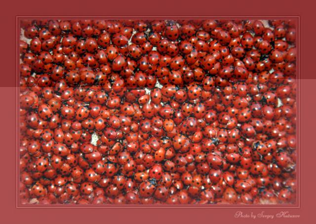 Фото насекомых (не из журнала)