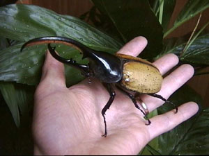 Фото насекомых (не из журнала)