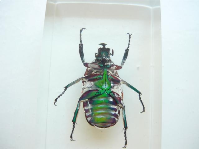 Насекомые №5 Изумрудный Жук (Trigonophorus sp.) Фото