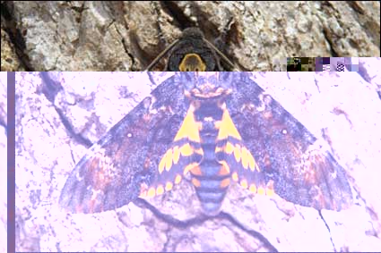 Фото насекомых (не из журнала)