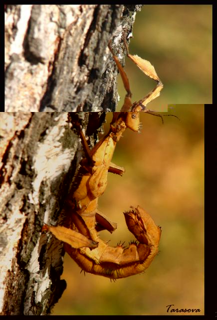 Фото насекомых (не из журнала)