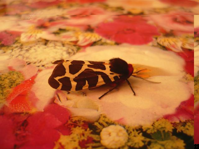 Фото насекомых (не из журнала)