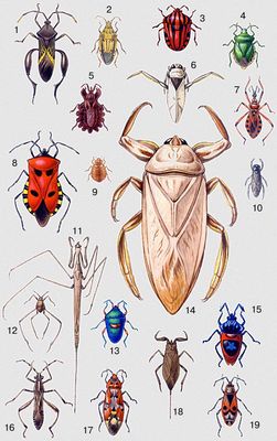 Фото насекомых (не из журнала)