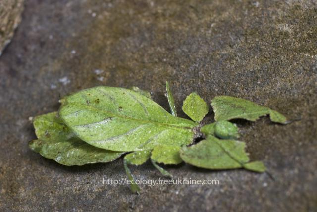 Фото насекомых (не из журнала)