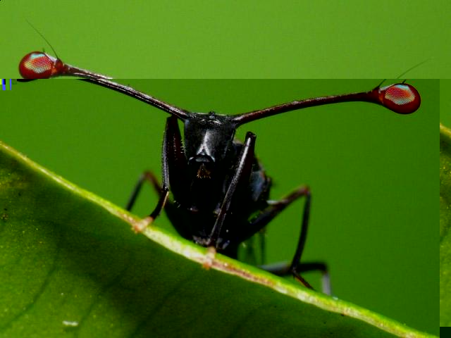 Фото насекомых (не из журнала)