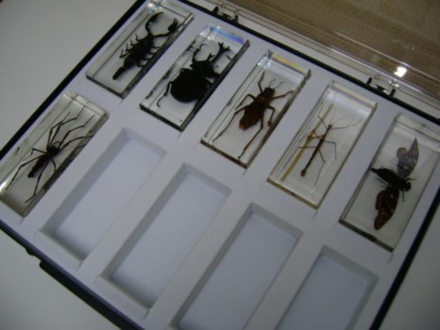 Насекомые и их знакомые 2010 График Выхода и обсуждение