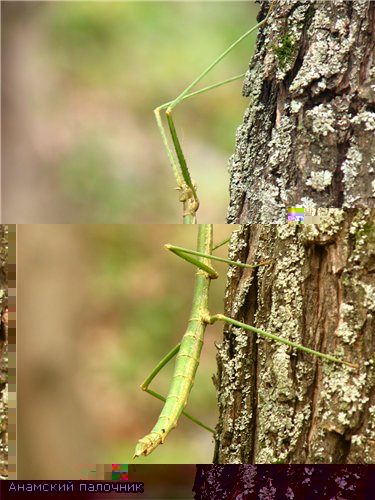Фото насекомых (не из журнала)