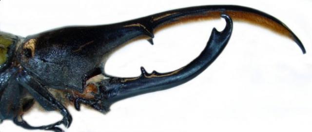 Фото насекомых (не из журнала)