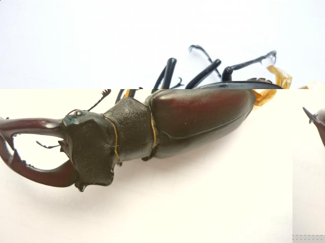 Фото насекомых (не из журнала)