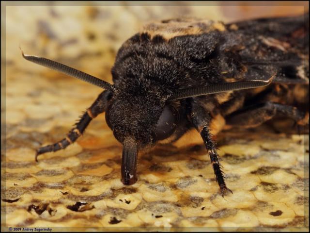 Фото насекомых (не из журнала)