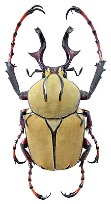 Насекомые №7 Формосская Бронзовка (Dicronocephalus) фото, обсуждение