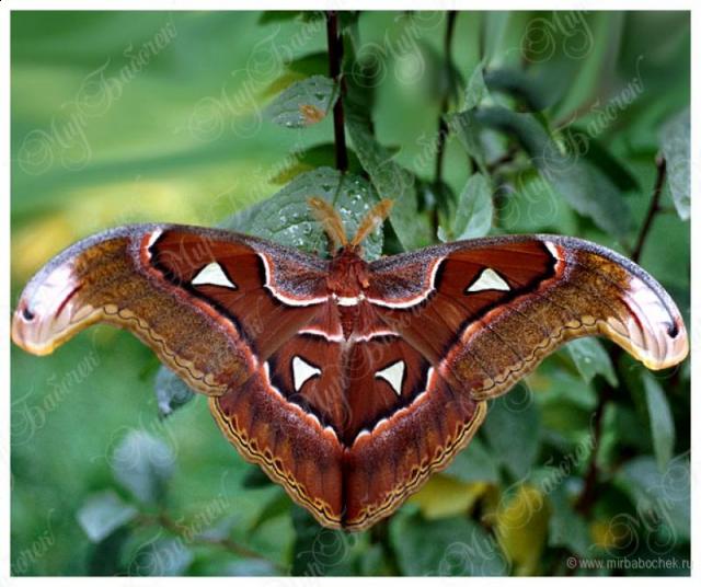 Фото насекомых (не из журнала)