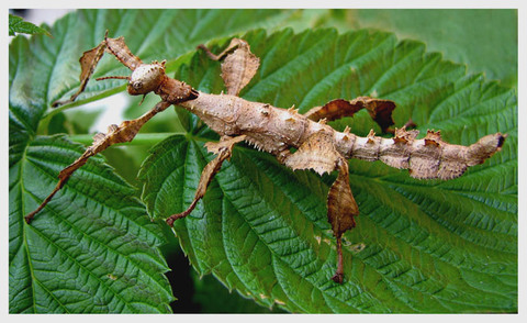 Фото насекомых (не из журнала)