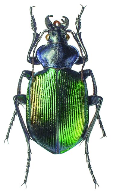 Фото насекомых (не из журнала)