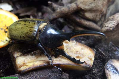 Фото насекомых (не из журнала)