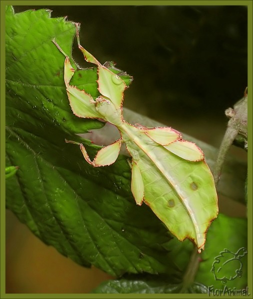 Фото насекомых (не из журнала)