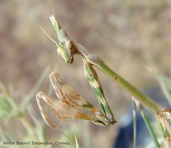 Фото насекомых (не из журнала)