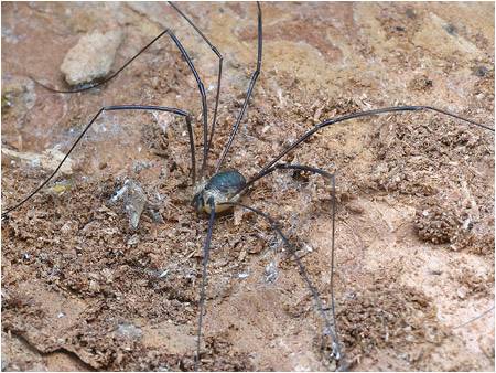 Фото насекомых (не из журнала)