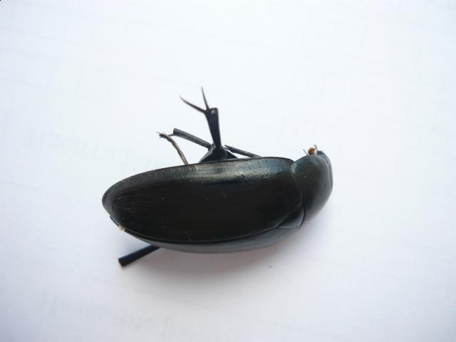 Фото насекомых (не из журнала)