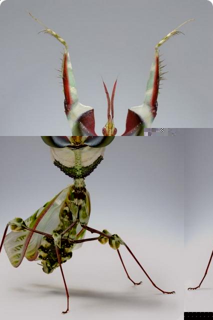 Фото насекомых (не из журнала)