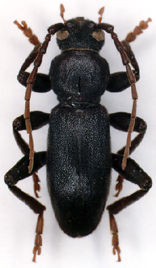 Фото насекомых (не из журнала)