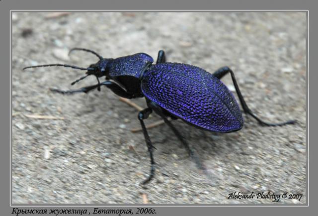 Фото насекомых (не из журнала)