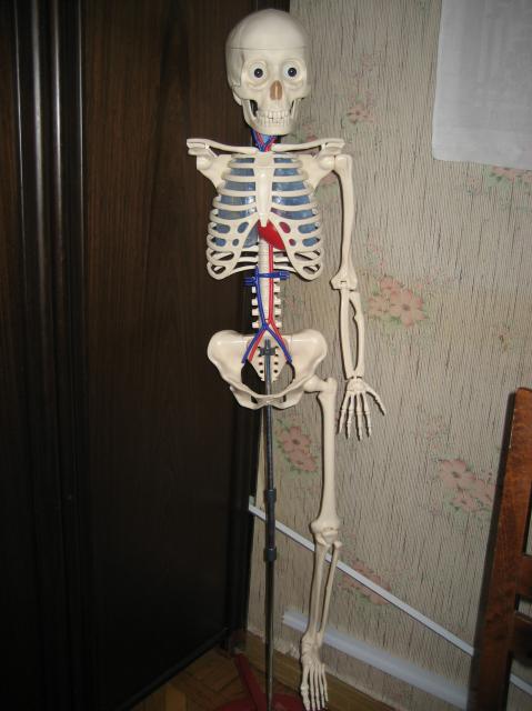 "Собери и познай человеческое тело" (сборка скелета)