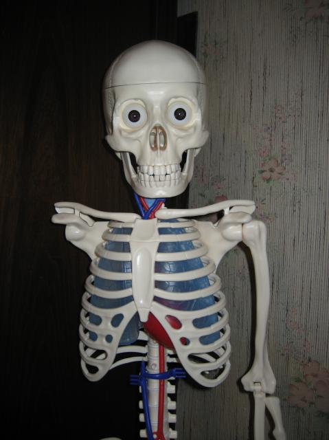 "Собери и познай человеческое тело" (сборка скелета)